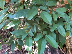 Mallotus philippensis