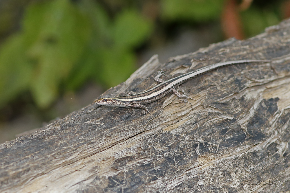 Adams's Snake-Eyed Skink