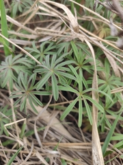 Geranium linearilobum