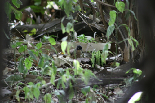 iNaturalist image