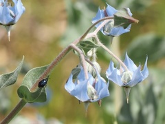 Canthophorus melanopterus