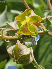 Trichodesma boissieri