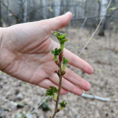 Ribes nigrum