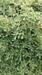 Alternanthera paronychioides