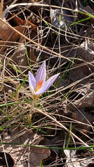 Crocus variegatus