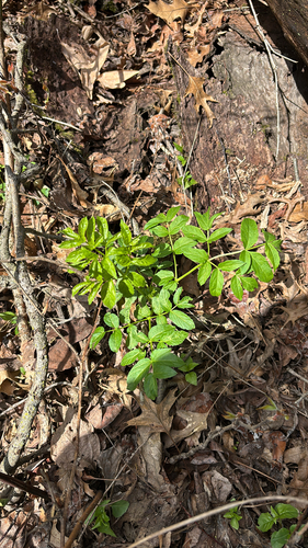 iNaturalist observation photo of bristly sarsaparilla