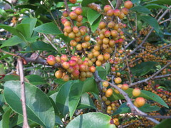 Denhamia fasciculiflora