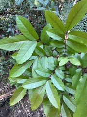 Meliosma rhoifolia