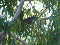 Pachycephala olivacea