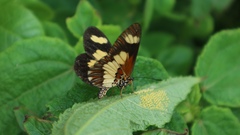 Acraea cabira