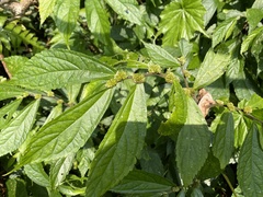 Elatostema