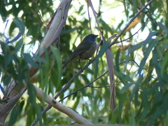 Pachycephala olivacea