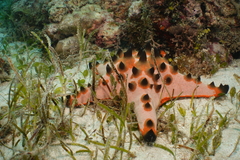 Protoreaster nodosus