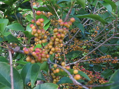 Denhamia fasciculiflora