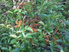 Denhamia fasciculiflora