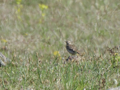Woodlark
