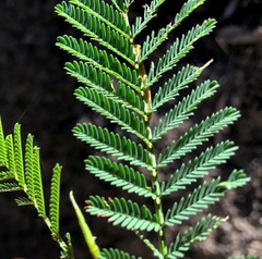 Acacia deanei