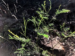 Acacia deanei