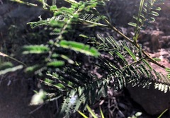 Acacia deanei