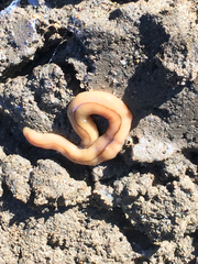 Bipalium adventitium