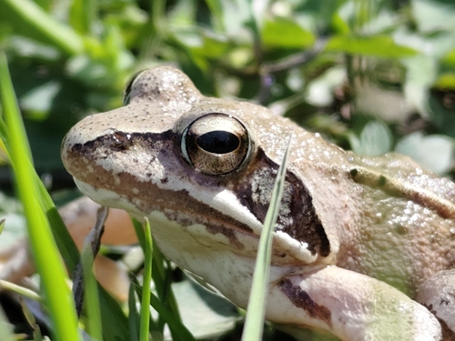 Agile Frog