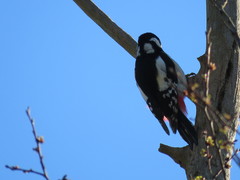 Dendrocopos major