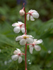 Arctic Wintergreen - Photo (c) Susan Elliott, some rights reserved (CC BY-NC), uploaded by Susan Elliott