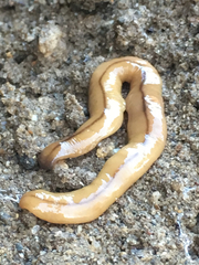 Bipalium adventitium