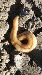 Bipalium adventitium