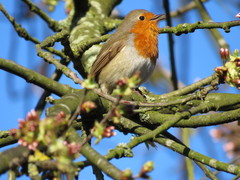 Erithacus rubecula