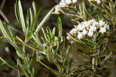 Ozothamnus thyrsoideus