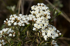 Ozothamnus thyrsoideus