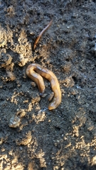 Bipalium adventitium