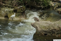 Egretta thula