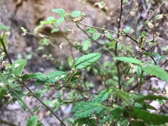 Acalypha eremorum