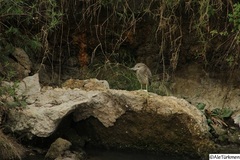 Nycticorax nycticorax