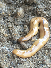 Bipalium adventitium