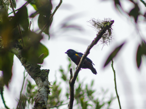 Chestnut-bellied Euphonia (Euphonia pectoralis), photo 6