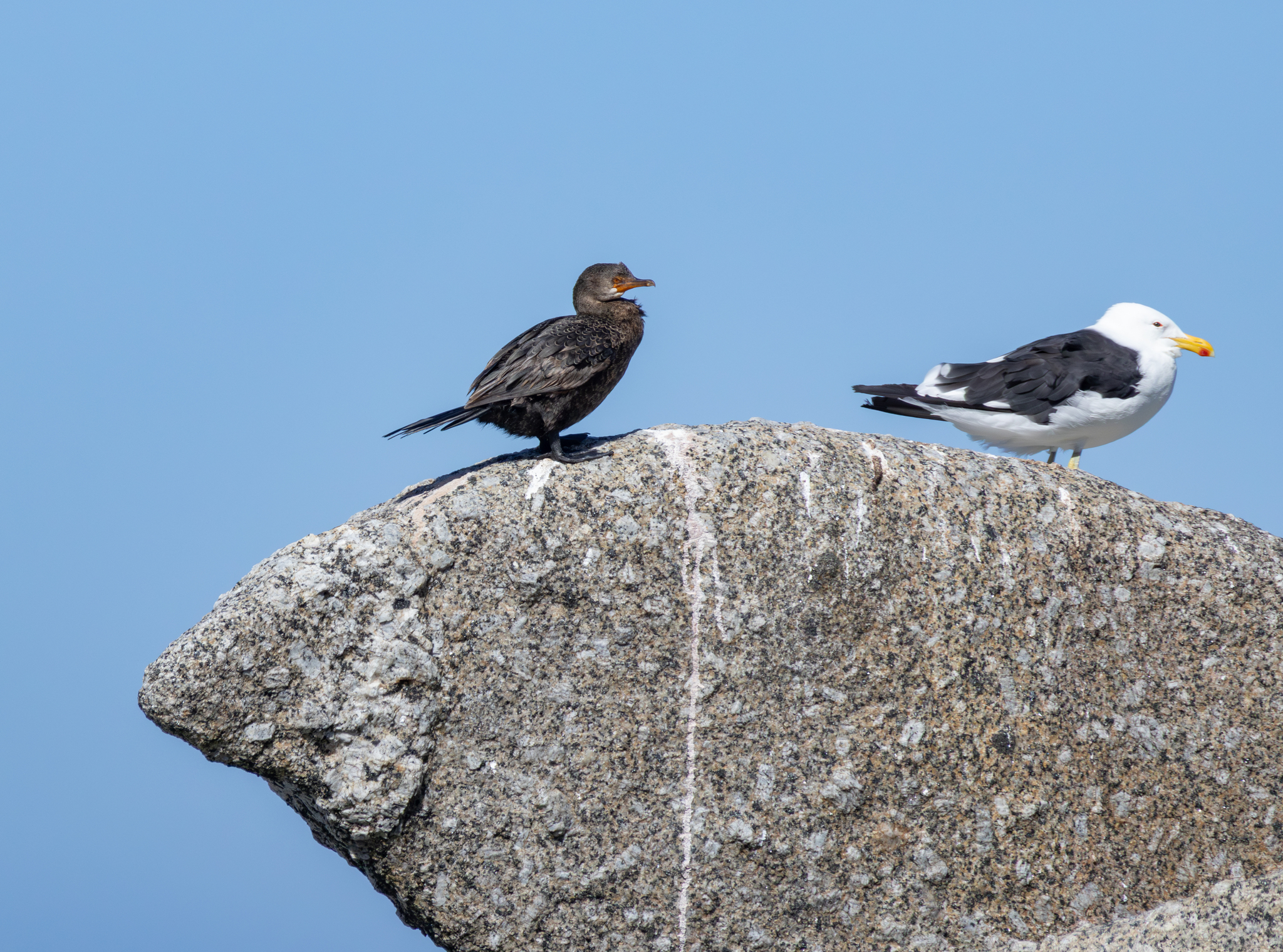 Crowned Cormorant (Microcarbo coronatus), photo 5