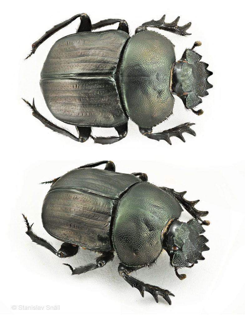 Nocturnal Copper Dung Beetle