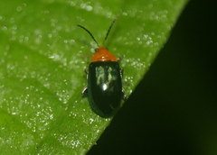 Monomacra