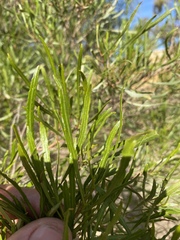 Dodonaea viscosa angustissima