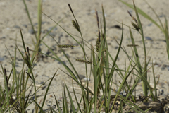 Carex subspathacea