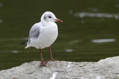 Chroicocephalus ridibundus