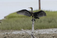 Phalacrocorax carbo