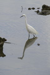 Egretta garzetta