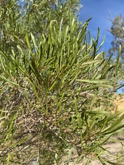 Dodonaea viscosa angustissima