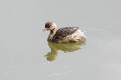 Tachybaptus ruficollis