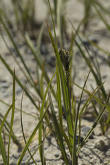 Carex subspathacea
