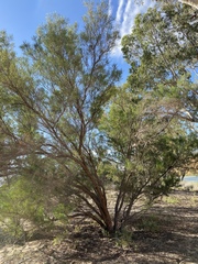 Dodonaea viscosa angustissima